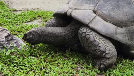 giant tortoise feeding