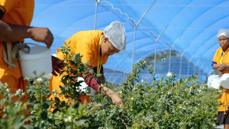 workers picking blueberries in blueberry farm 4k