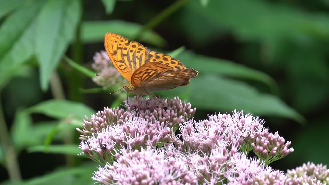 argynnis paphia (en inglés)