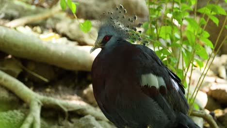 pigeon observed in chonburi zoo environment