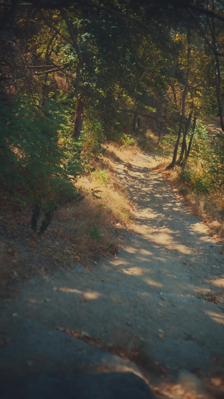 Una ripresa video verticale nostalgica, che segue fluidamente un sentiero sterrato tortuoso in una fitta foresta verde, illuminata dalla calda luce solare che filtra attraverso la chioma degli alberi in una giornata estiva