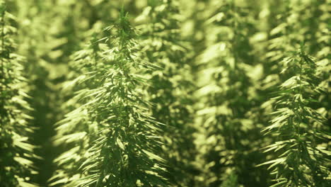 healthy cannabis plants growing in a well lit field during daytime hours