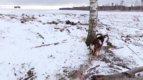 Drone follows curved-horned ram walking snowy forest path in rural Latvia