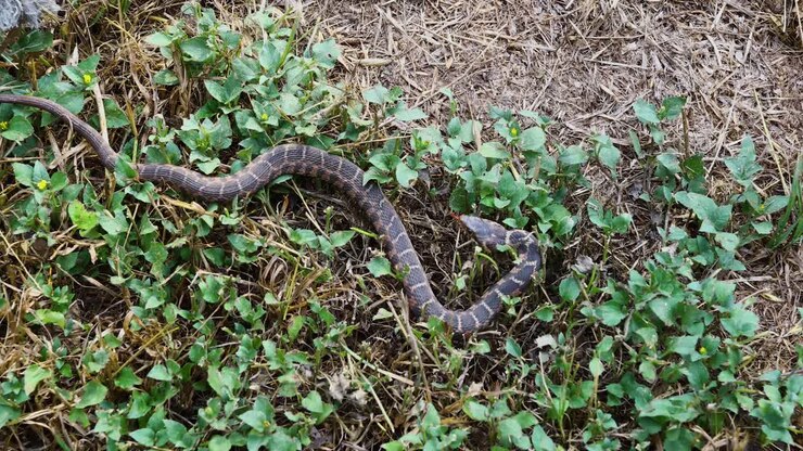 Blotched Water snake Nerodia erythrogaster transversa crawling in grass