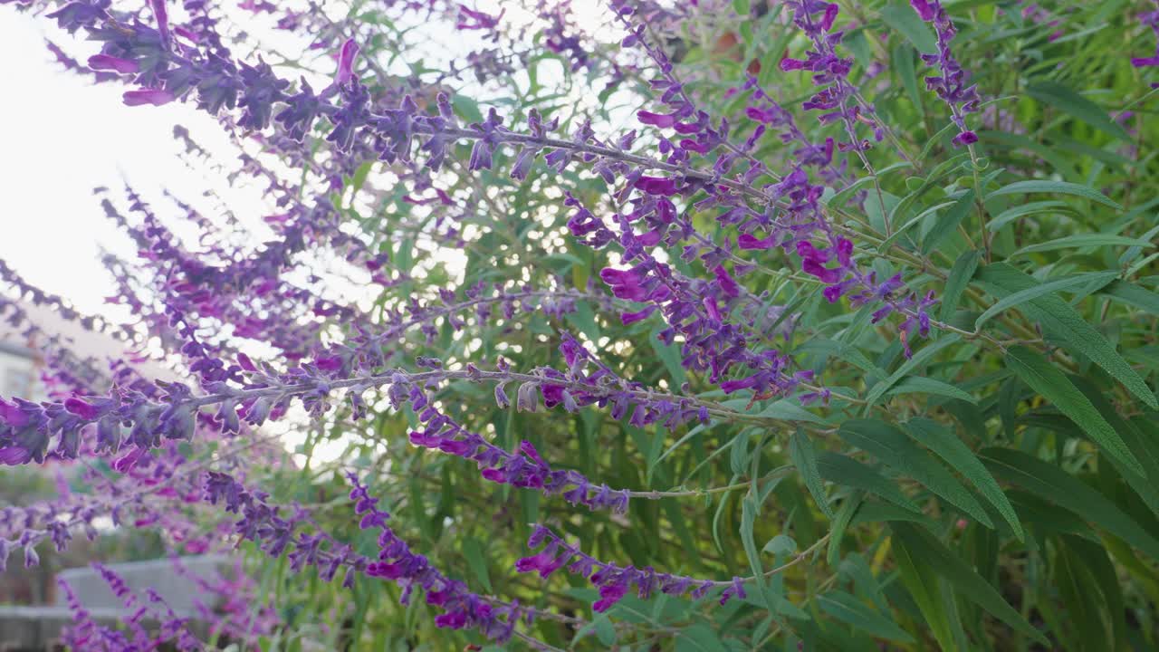 Close-up of tall purple and magenta Mexican bush sage (Salvia leucantha) flowers swaying against a bright sky