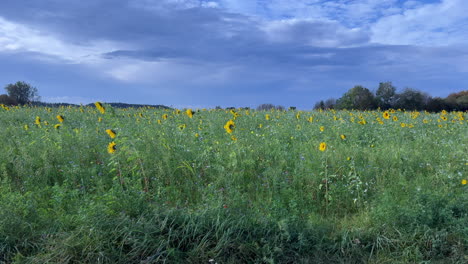 Weitwinkelaufnahme-Eines-Sonnenblumenfeldes-Mit-Dunklen-Regenwolken-Im-Hintergrund