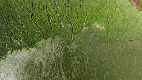 aerial birdseye view of the slikken van voorne delta and tidal flats in the rhine estuary that look like a giant river system from space