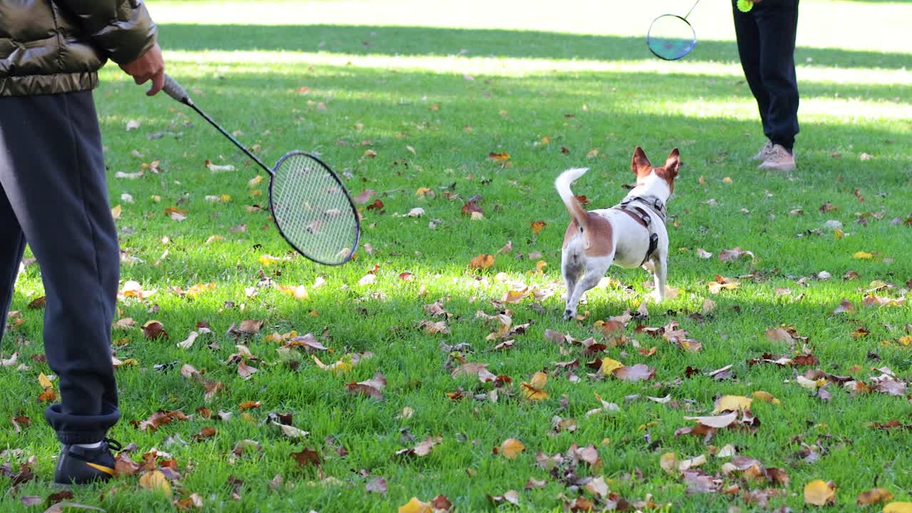 perro y persona jugando en el parque de melbourne