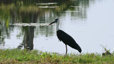 Mirando-Hacia-La-Izquierda-Mientras-Está-De-Pie-Sobre-El-Césped-Cerca-Del-Lago,-Cigüeña-Asiática-De-Cuello-Lanudo-Ciconia-Episcopus,-Casi-Amenazada,-Tailandia