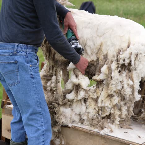 farmer cutting wool from sheep. man shearing adult sheep with hair clipper outdoors. sheep shearing method with electric machine