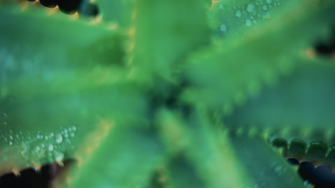 Close up of an aloe vera plant after rainfall, with fresh water droplets on the green leaves