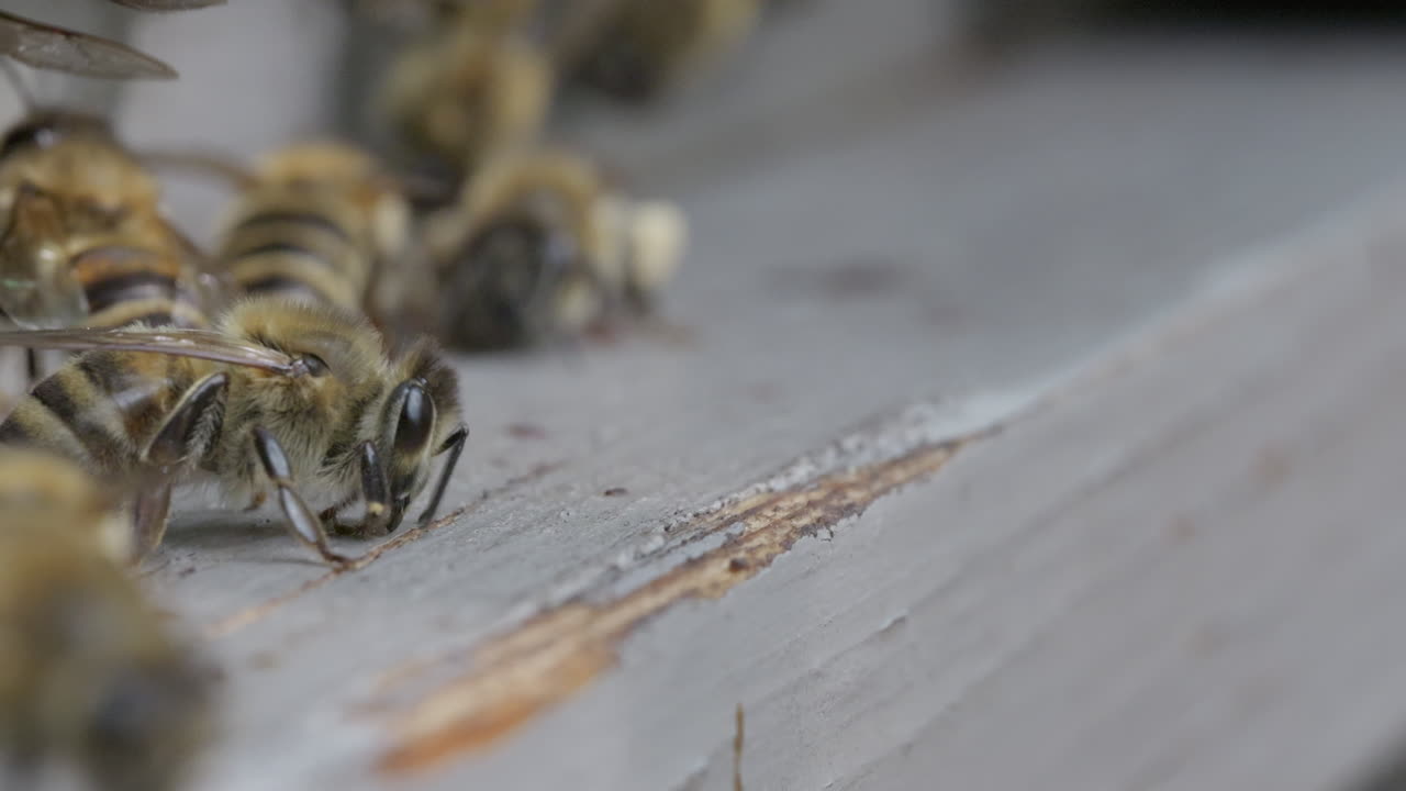 Un'ape mellifera che pulisce l'ingresso di un alveare