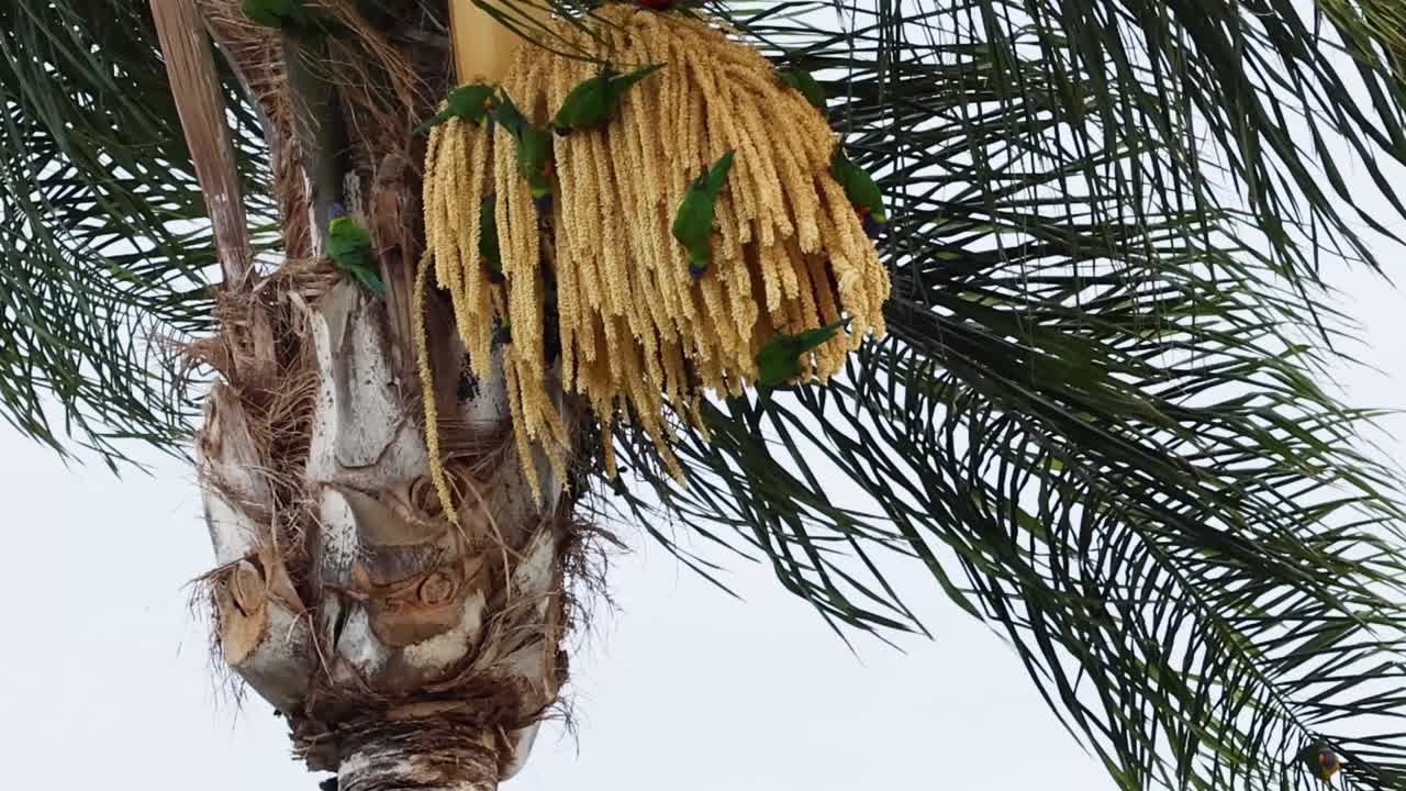 Close-up of a palm tree trunk with clusters of yellow flowers and green leaves swaying gently.