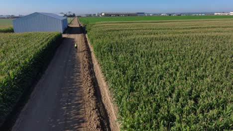 Un-Paseo-En-Bicicleta-Temprano-Por-La-Mañana-A-Través-De-Campos-De-Maíz