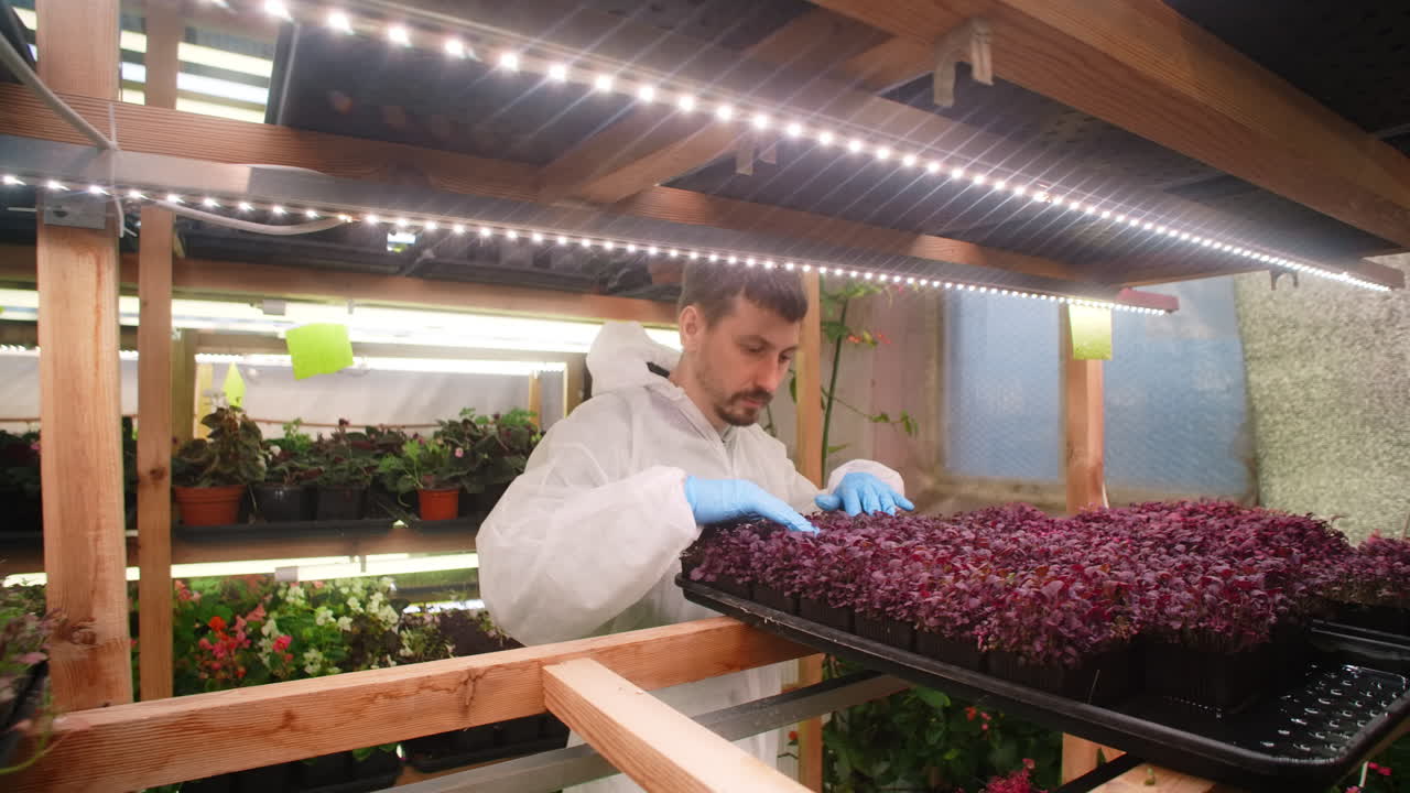 Indoor Microgreens Cultivation