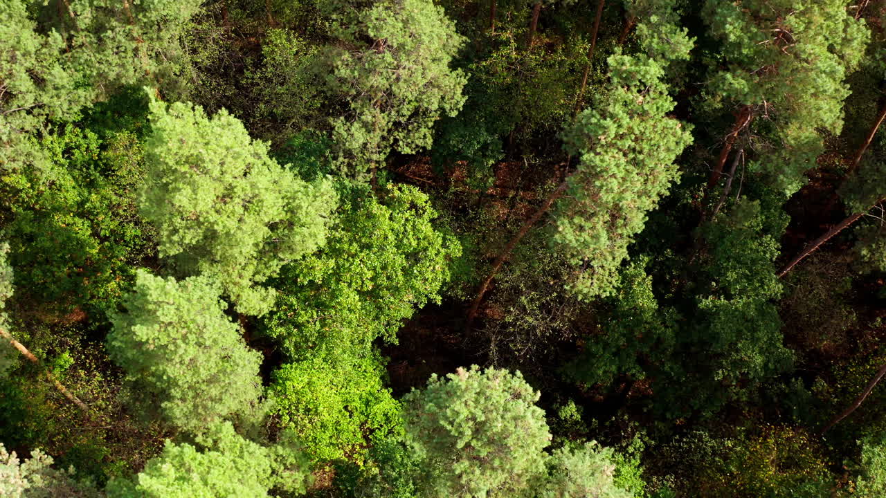 Nature background of woodland. Beautiful forest. Tall trees in wood. Green pine trees. Top aerial view.