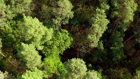 nature background of woodland. beautiful forest. tall trees in wood. green pine trees. top aerial view.