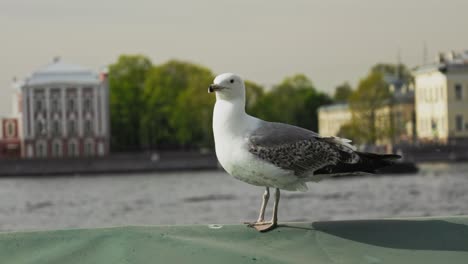 seagull on the background of a beautiful city