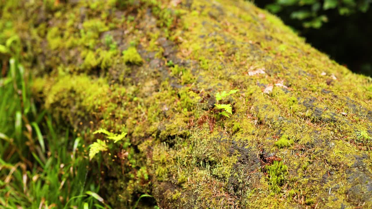 Primo piano di un tronco muschioso in una foresta lussureggiante
