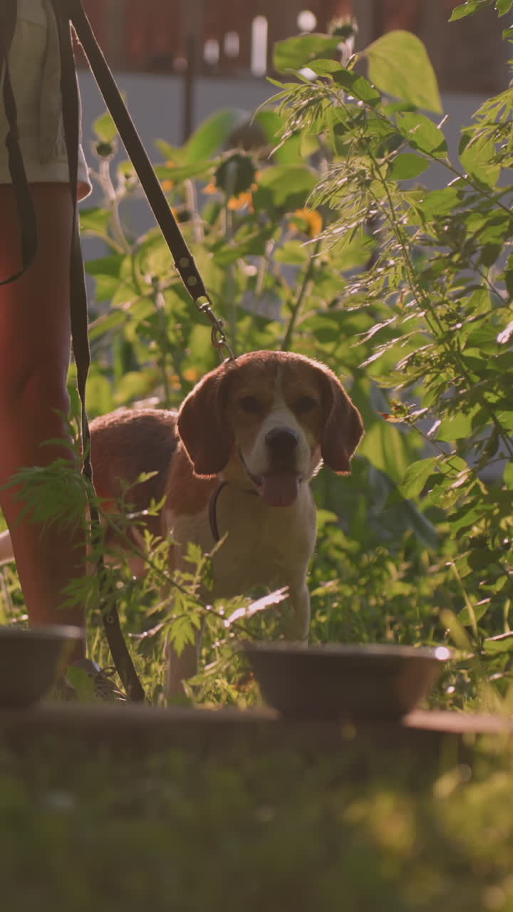 개 주인이 개와 함께 야외에 서서 줄을 잡고 있고, 개는 혀를 내밀고 앞을 바라보고 있으며, 두 개의 금속 그이 나무판 위에 놓여 있으며, 푸른 잎으로 둘러싸여 있습니다.
