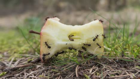 Time-lapse-of-ant-colony-finding-old-apple-on-forest-floor,-insect-teamwork