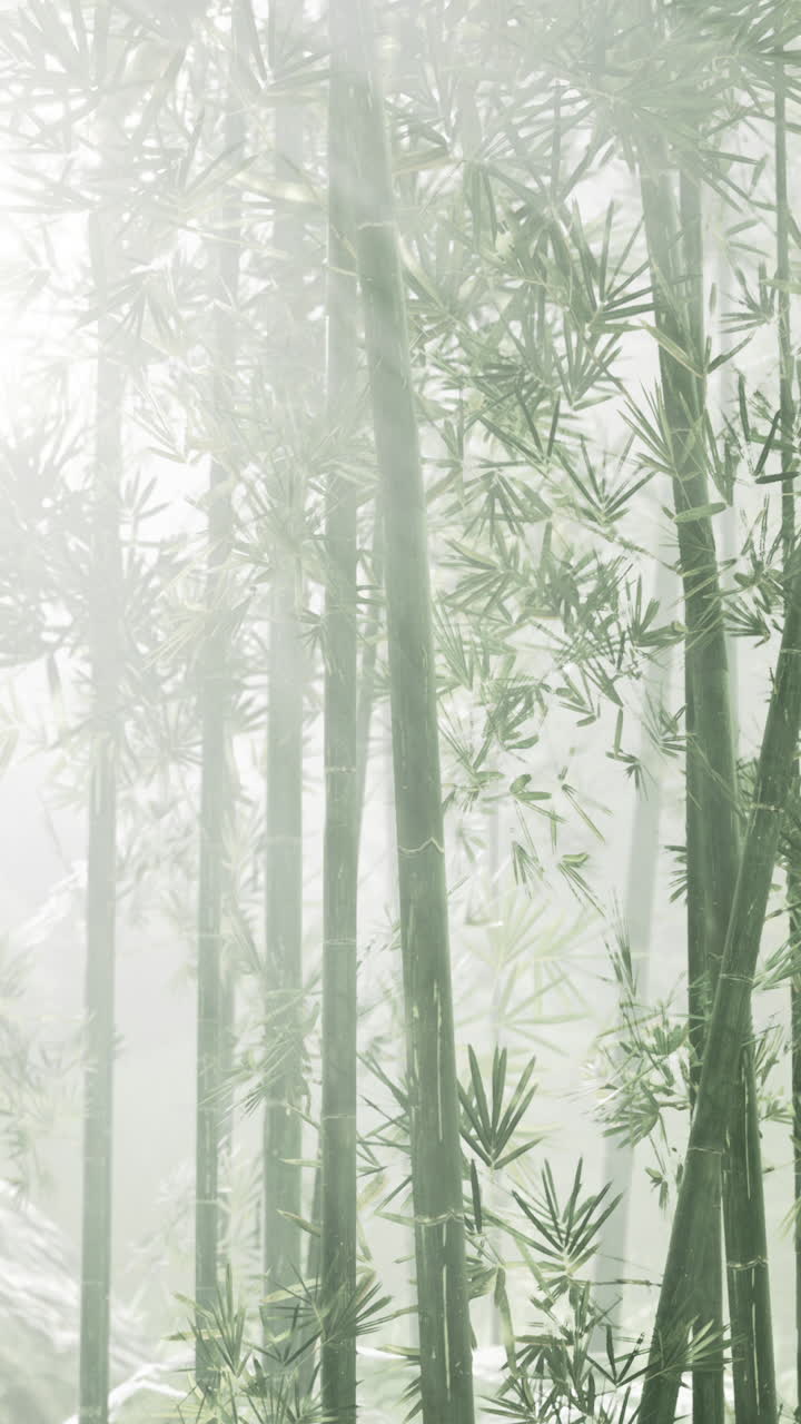 el bosque de bambú brumoso