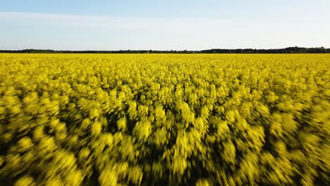 Vuelo-Aéreo-Sobre-El-Floreciente-Campo-De-Colza,-Volando-Sobre-Flores-Amarillas-De-Canola,-Paisaje-Idílico-De-Granjeros,-Hermoso-Fondo-Natural,-Disparo-De-Drones-Moviéndose-Hacia-Atrás-Bajo