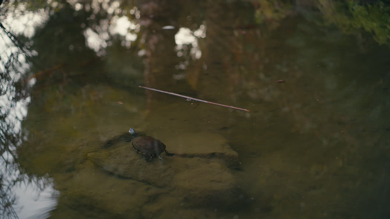 Wide cinematic shot of a turtle resting on a submerged rock in still pond water with soft reflections. Framed by the light and reflections of greenery