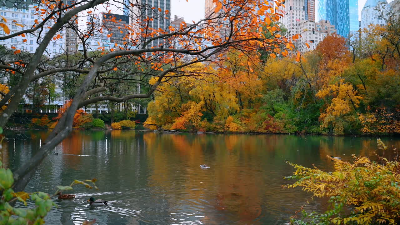 Mallard ducks swim in the pond in Central Park, New York, USA. Beautiful colorful trees grow around waterscape