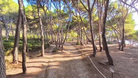 crane effect in the levant national park in mallorca