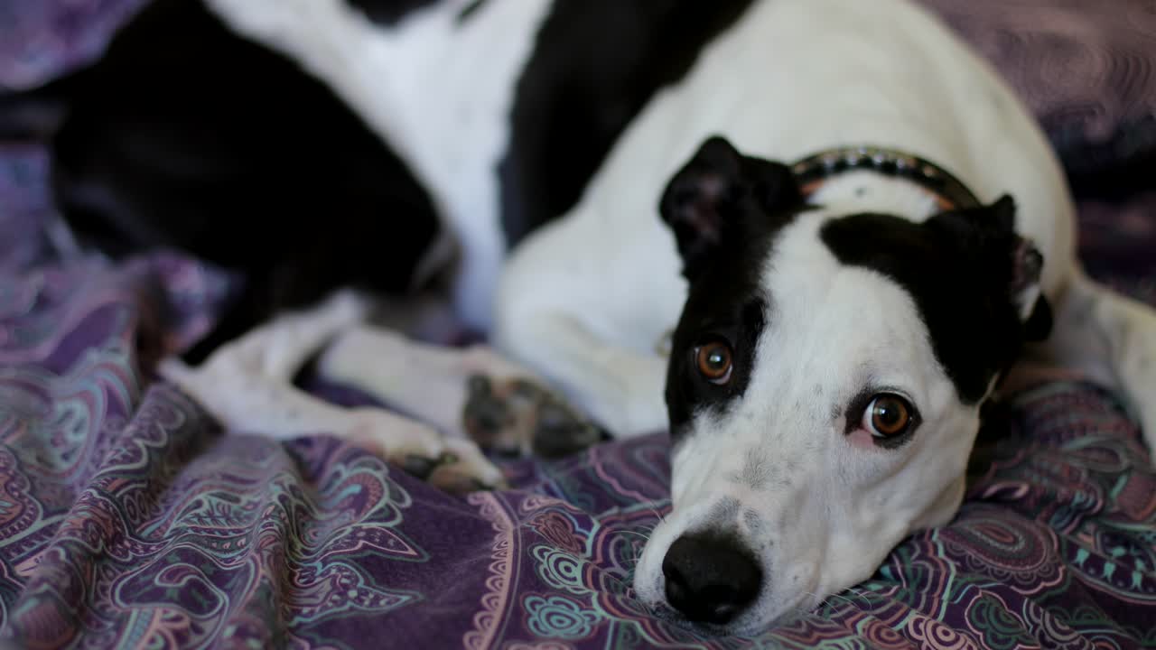 Sad looking dog lying on a bed
