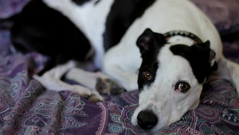 sad looking dog lying on a bed