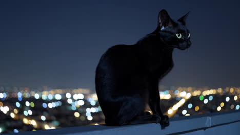 black cat on rooftop at night