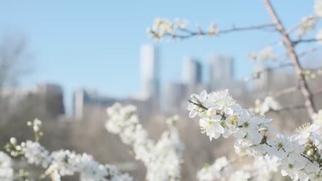 honey bee on white blackthorn cherry blossom with skyscrapers in the background