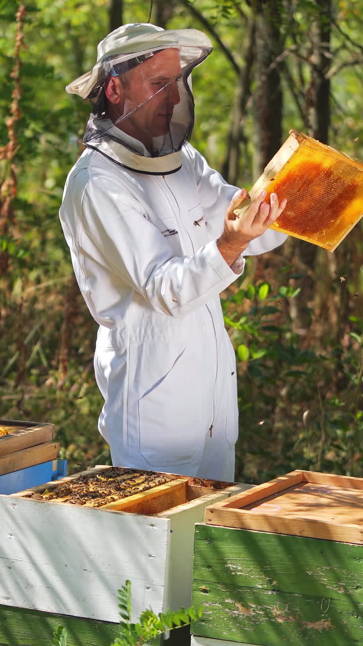 Healthy Bio Food And Beekeeping. Portrait of beekeeper in protection suit getting out honey comb from beehive with bees. Vertical video