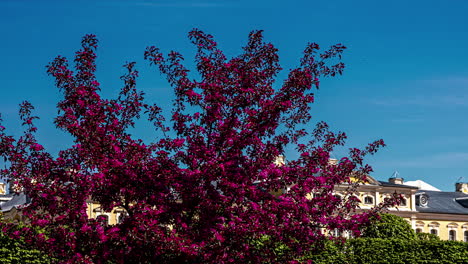 Duftwickenblüten-Im-Zeitraffer-In-Meridione,-Italien