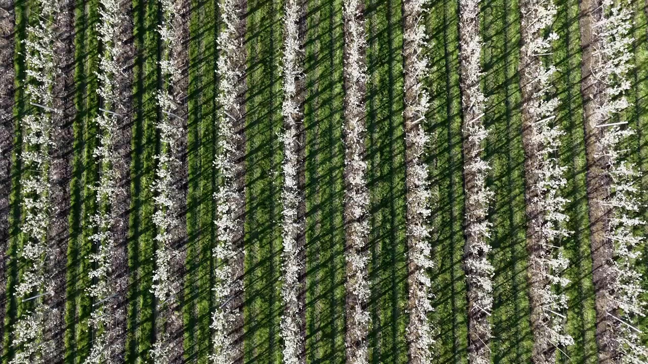 Droneoverflyvning ovenfra, der følger snorlige rækker af pæretræer i forårsblomst. Hvide blomster skaber et geometrisk landbrugsmønster i frugtplantagen.