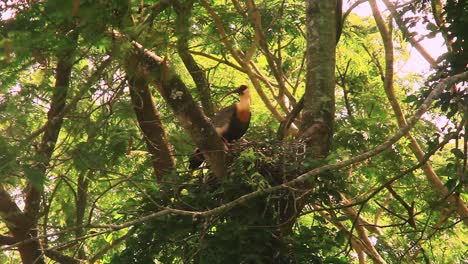 colorful-buff-necked-ibis,-ibis,-ibis-perching-on-a-nest,-nesting-perch-on-branch,-Theristicus-caudatus,-scratching-feathers,-with-long-beak,-orange,-yellow,-mangrove-background,-cinematic-bokeh