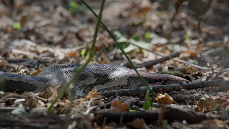 Indische rotspython deels verborgen in droog gras en bladafval in bosrijk terrein