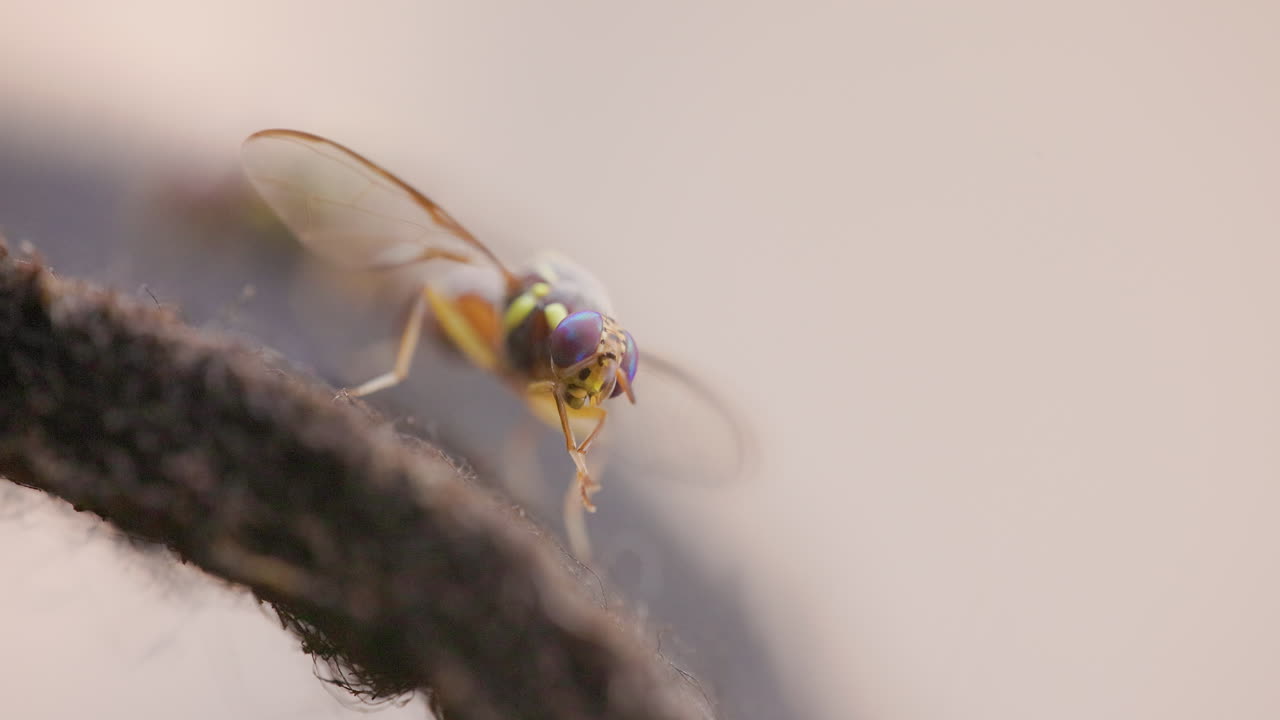 Oriental Fruit Fly grooming legs in a front-facing macro; bulging eyes stare at the camera