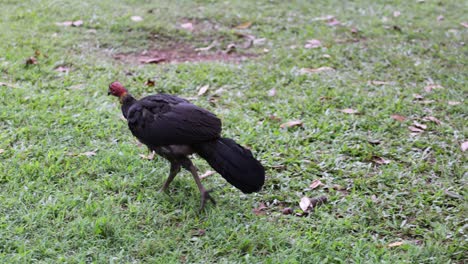 bush turkey searching and pecking in grassy area