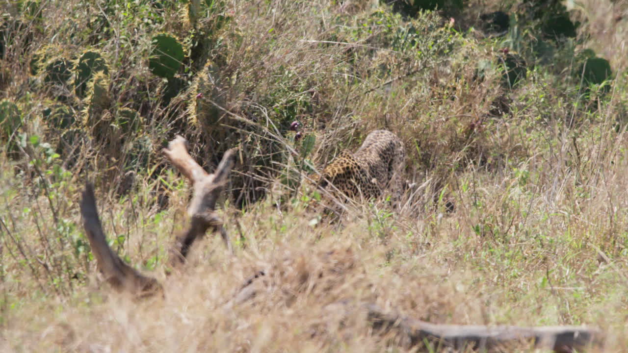 Solitary Leopard walking in tall savannah