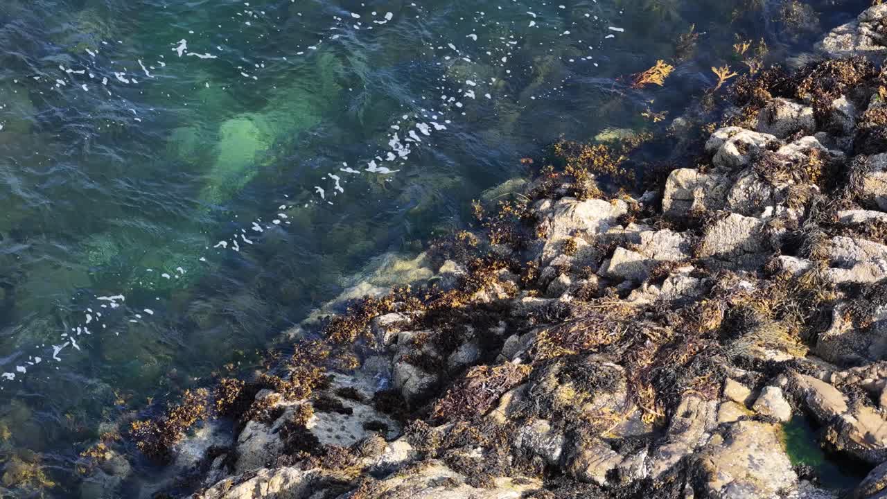 Sunlit green-blue water washes over seaweed-covered rocks, steady camera, natural coastal environment