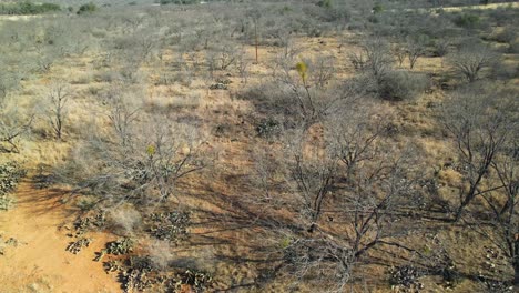 Aerial-static-video-of-turkey-running-through-trees