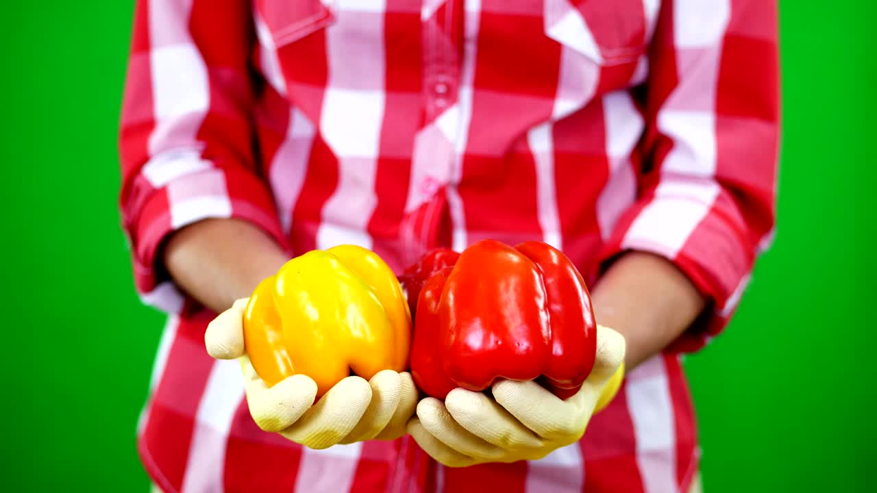 close-up, female farmer's hands in gloves hold two freshly picked yellow and red sweet peppers. on Chromakey, green background, in studio, Healthy nutrition concept