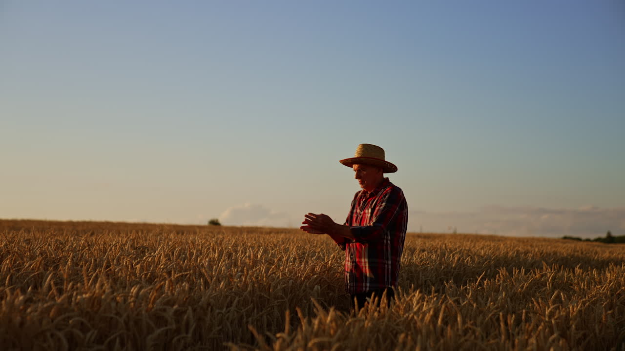 Elderly man picks ripe ears of corn. Farmer rubs the spikelets to extract grains. Fast field at sunset at backdrop.