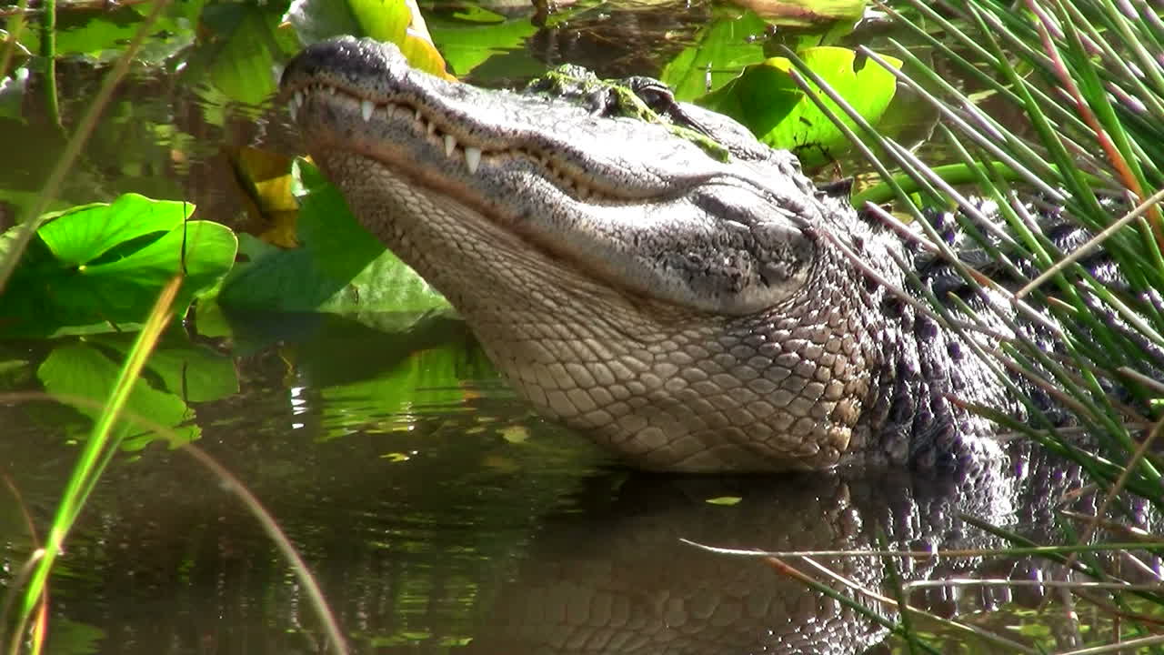 un caimán en los everglads levanta la cabeza 2