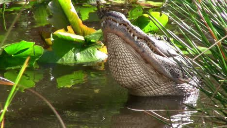 un caimán en los everglads levanta la cabeza 2