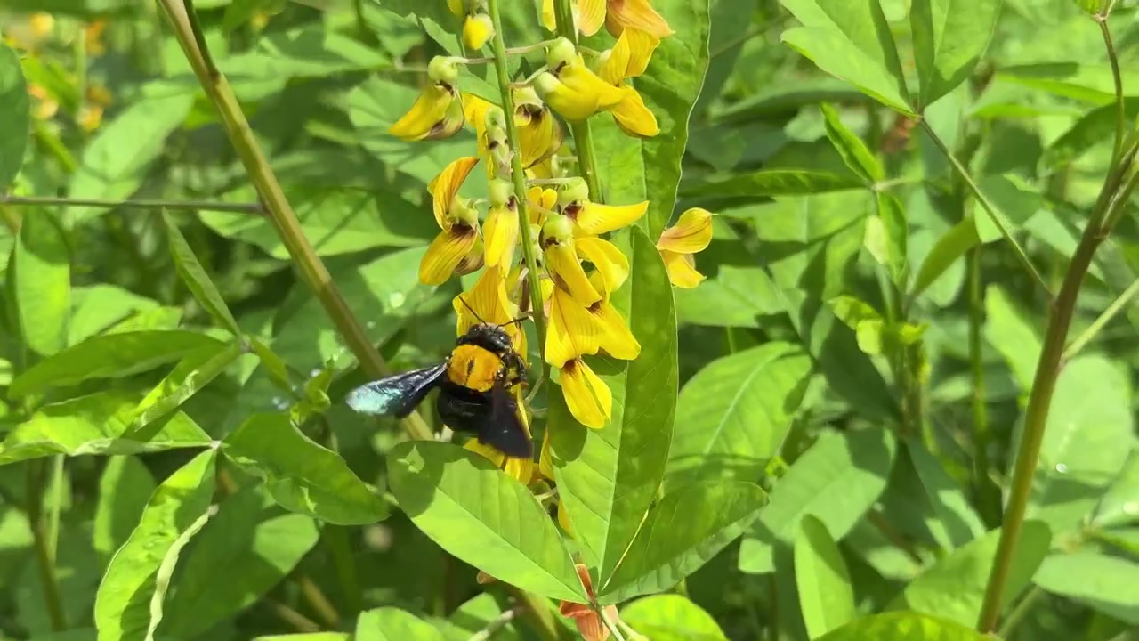 Abeja carpintera grande polinizando flores amarillas brillantes