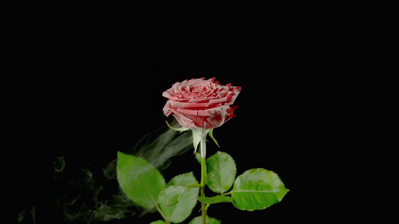 Un fiore rosso congelato viene colpito e si frantuma